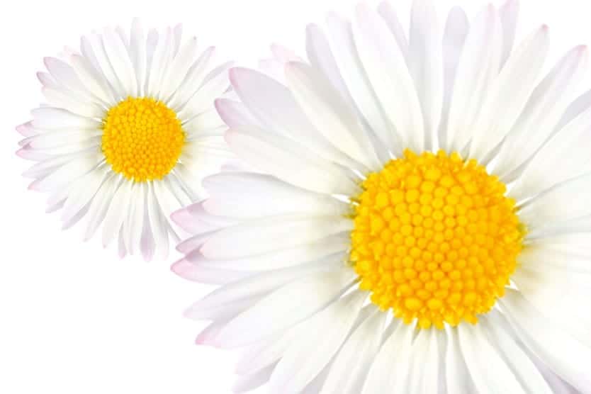 Zwei Gänseblümchen mit weißen Blütenblättern und gelben Mitteln vor hellem Hintergrund.